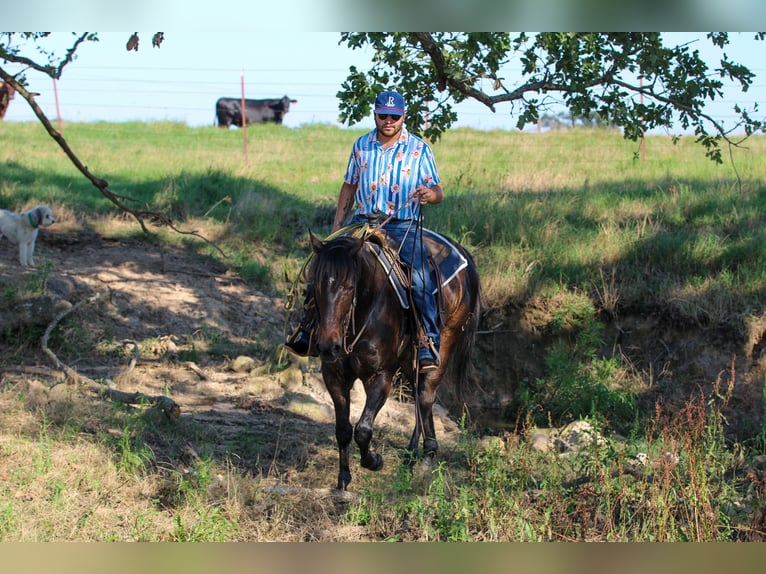 American Quarter Horse Ruin 5 Jaar 152 cm Roodbruin in Canton