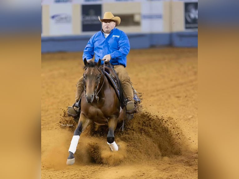American Quarter Horse Ruin 5 Jaar 152 cm Roodbruin in River Falls