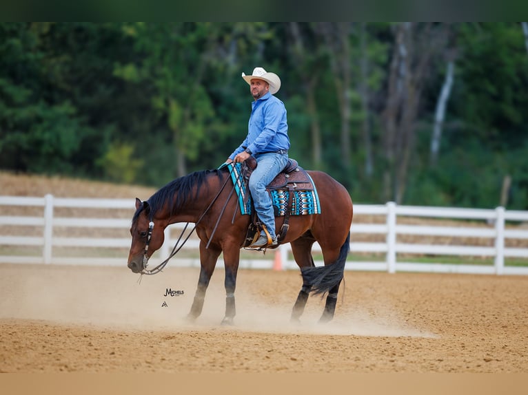 American Quarter Horse Ruin 5 Jaar 152 cm Roodbruin in River Falls