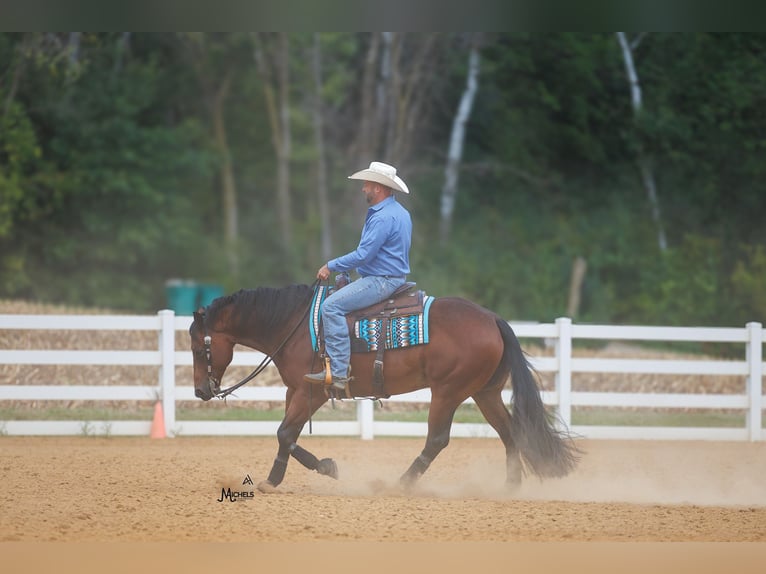 American Quarter Horse Ruin 5 Jaar 152 cm Roodbruin in River Falls