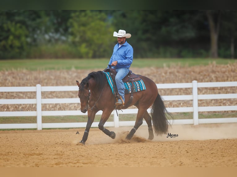 American Quarter Horse Ruin 5 Jaar 152 cm Roodbruin in River Falls