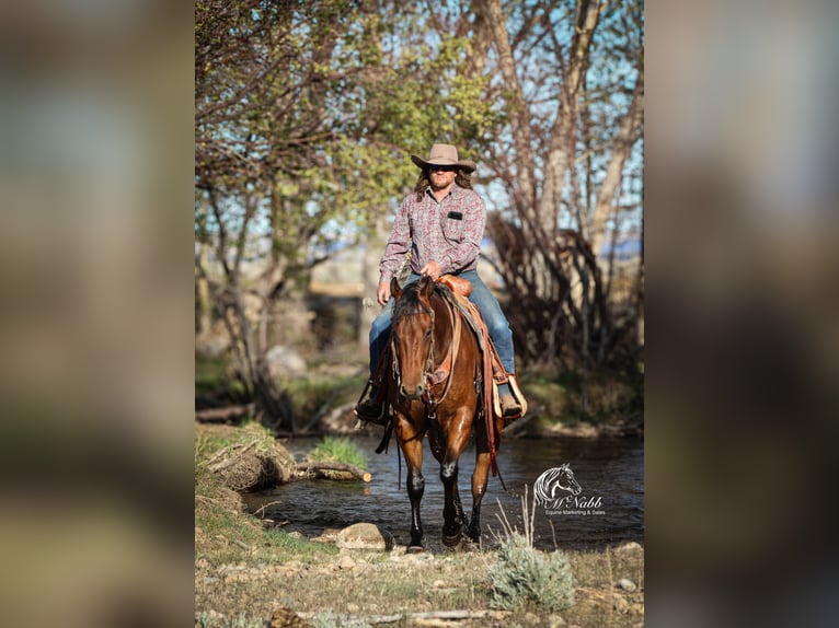 American Quarter Horse Ruin 5 Jaar 152 cm Roodbruin in Cody, WY