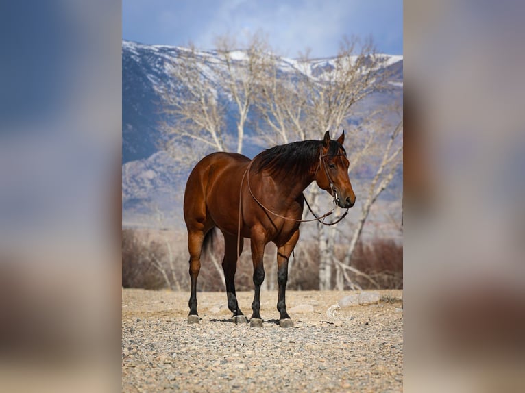 American Quarter Horse Ruin 5 Jaar 152 cm Roodbruin in Cody, WY