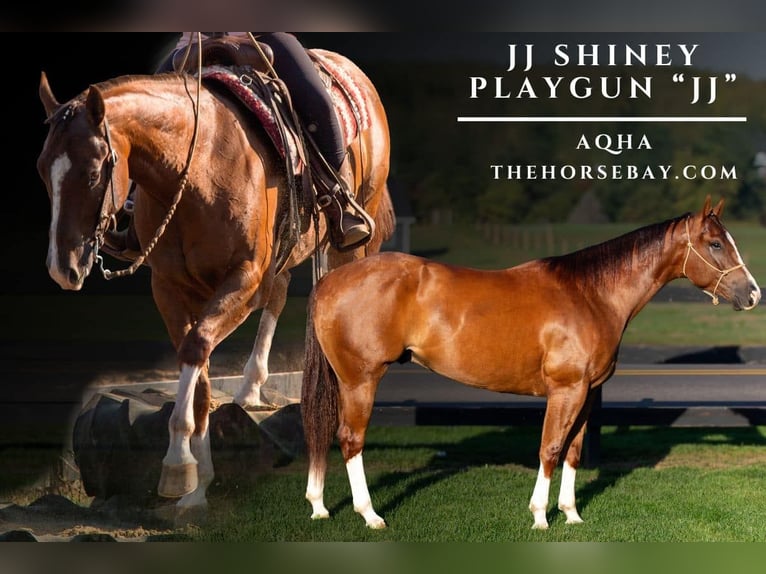 American Quarter Horse Ruin 5 Jaar 152 cm Roodbruin in Shipshewana, IN