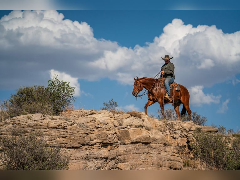 American Quarter Horse Ruin 5 Jaar 152 cm Roodvos in Canyon