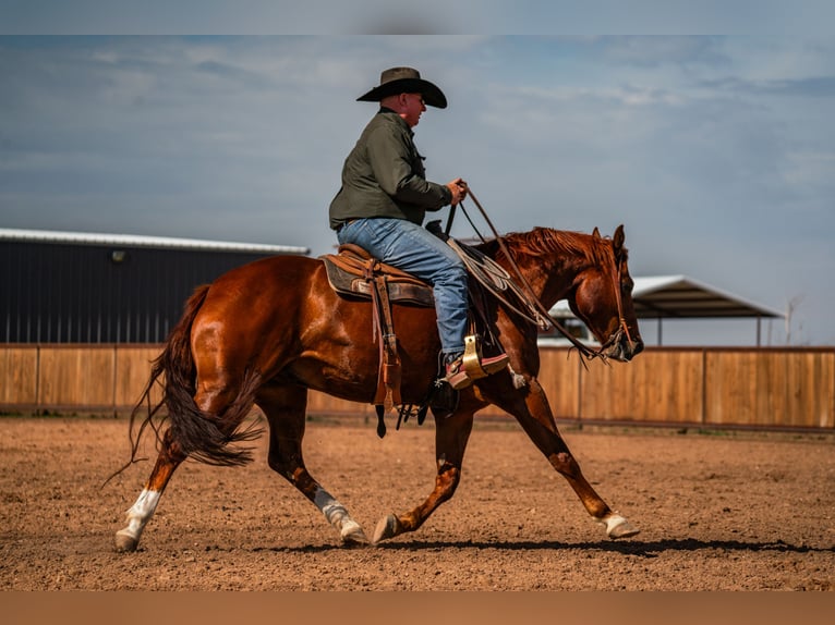 American Quarter Horse Ruin 5 Jaar 152 cm Roodvos in Canyon