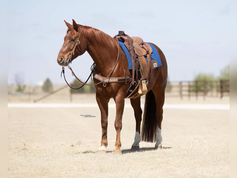 American Quarter Horse Ruin 5 Jaar 152 cm Roodvos in Canyon