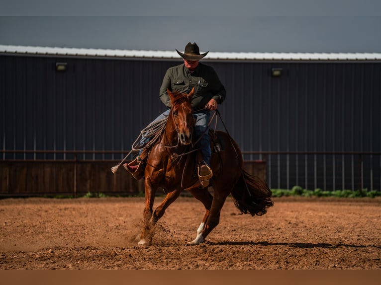 American Quarter Horse Ruin 5 Jaar 152 cm Roodvos in Canyon