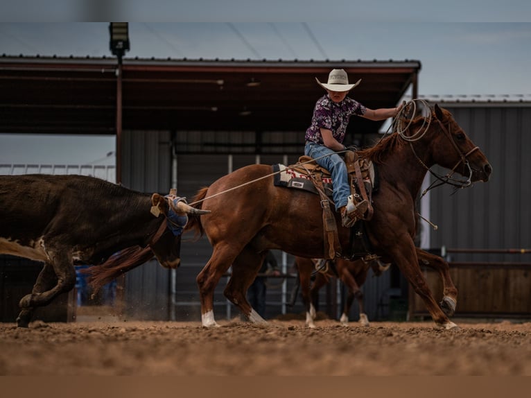 American Quarter Horse Ruin 5 Jaar 152 cm Roodvos in Canyon