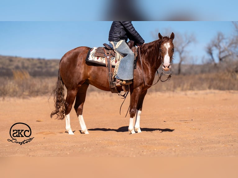 American Quarter Horse Ruin 5 Jaar 152 cm Roodvos in Canyon