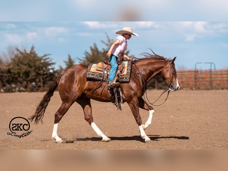 American Quarter Horse Ruin 5 Jaar 152 cm Roodvos in Canyon