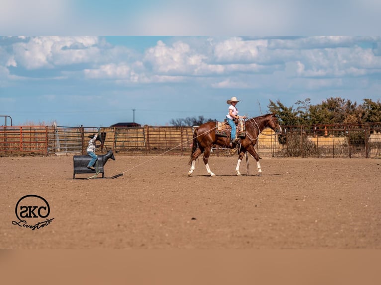 American Quarter Horse Ruin 5 Jaar 152 cm Roodvos in Canyon