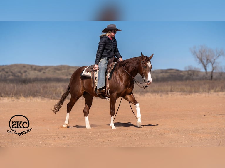 American Quarter Horse Ruin 5 Jaar 152 cm Roodvos in Canyon