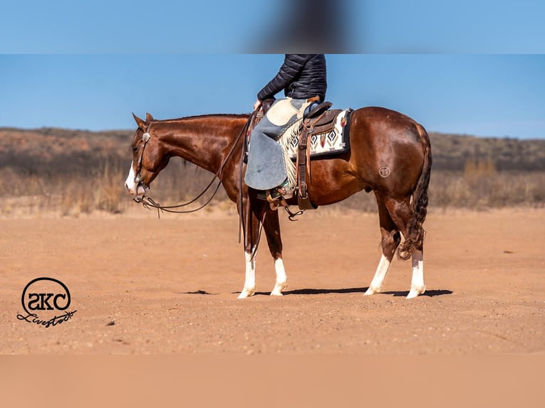 American Quarter Horse Ruin 5 Jaar 152 cm Roodvos in Canyon