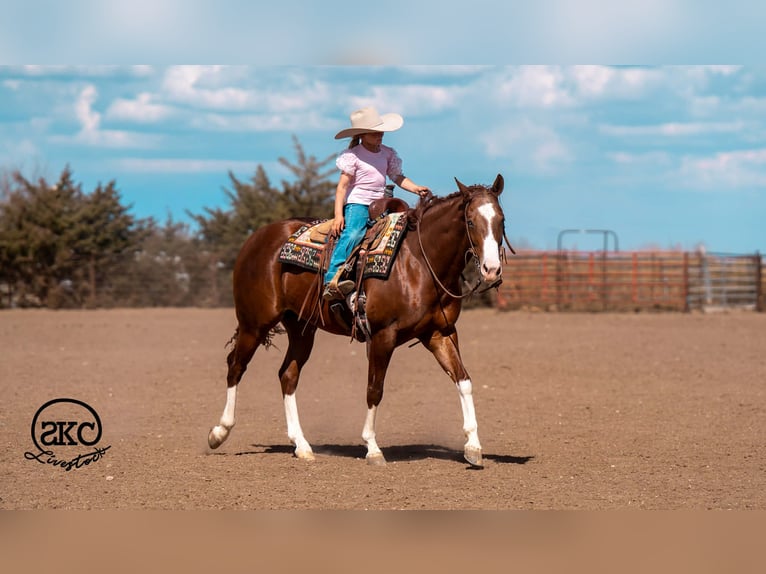 American Quarter Horse Ruin 5 Jaar 152 cm Roodvos in Canyon