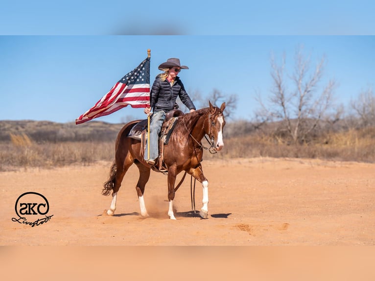 American Quarter Horse Ruin 5 Jaar 152 cm Roodvos in Canyon