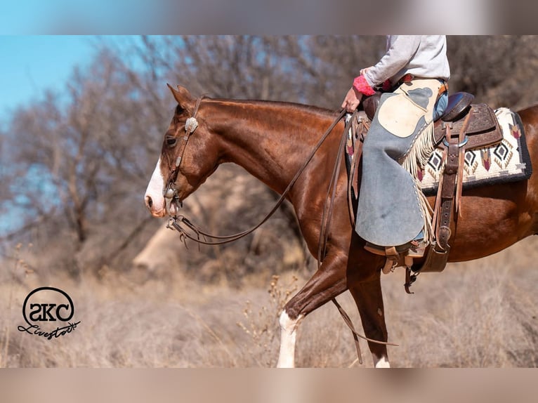 American Quarter Horse Ruin 5 Jaar 152 cm Roodvos in Canyon