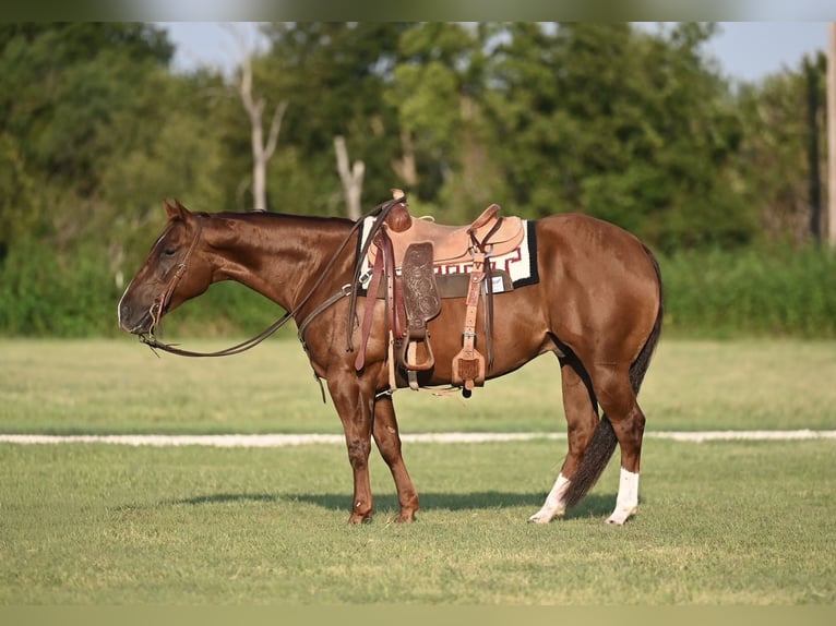 American Quarter Horse Ruin 5 Jaar 152 cm Roodvos in Waco, TX