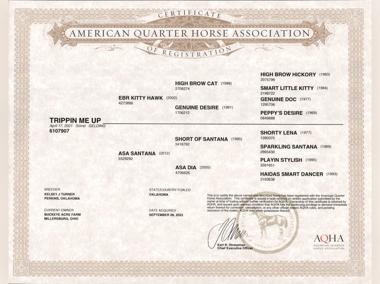 American Quarter Horse Ruin 5 Jaar 152 cm Roodvos in Millersburg