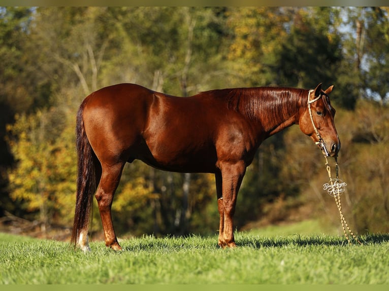 American Quarter Horse Ruin 5 Jaar 152 cm Roodvos in Millersburg