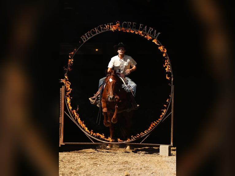 American Quarter Horse Ruin 5 Jaar 152 cm Roodvos in Millersburg