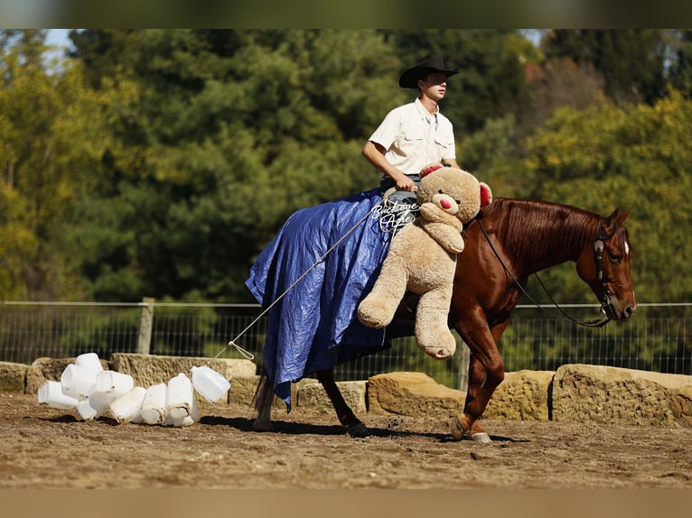 American Quarter Horse Ruin 5 Jaar 152 cm Roodvos in Millersburg