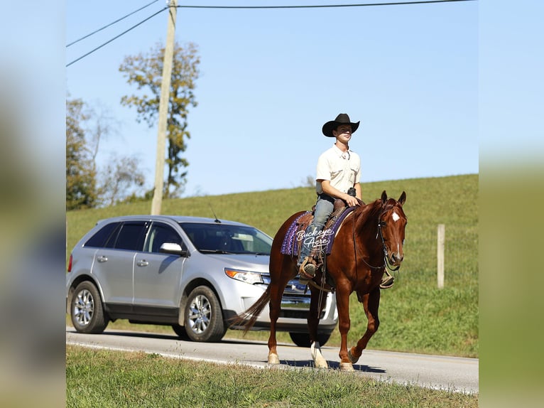American Quarter Horse Ruin 5 Jaar 152 cm Roodvos in Millersburg