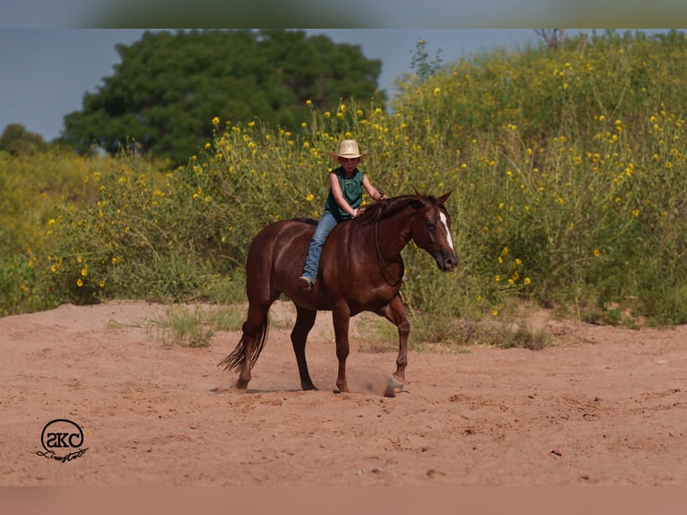American Quarter Horse Ruin 5 Jaar 152 cm Roodvos in Canyon