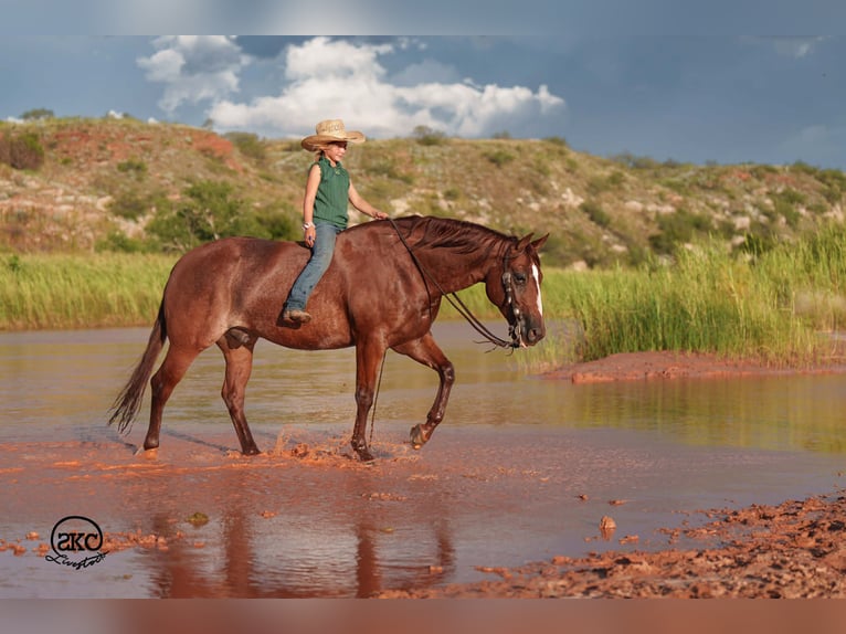 American Quarter Horse Ruin 5 Jaar 152 cm Roodvos in Canyon