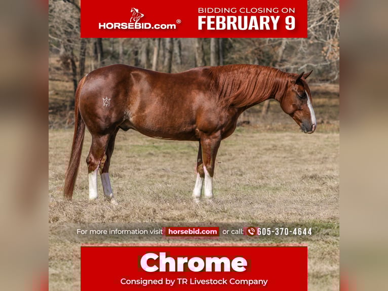 American Quarter Horse Ruin 5 Jaar 152 cm Roodvos in Rusk