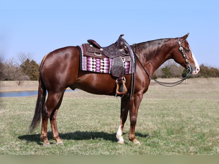 American Quarter Horse Ruin 5 Jaar 152 cm Roodvos in Buffalo, MO