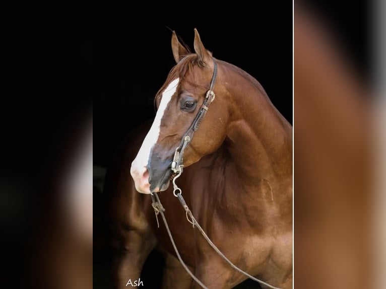 American Quarter Horse Ruin 5 Jaar 152 cm Roodvos in Buffalo, MO