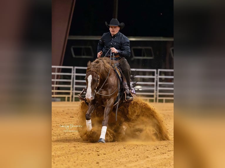 American Quarter Horse Ruin 5 Jaar 152 cm Roodvos in Buffalo, MO