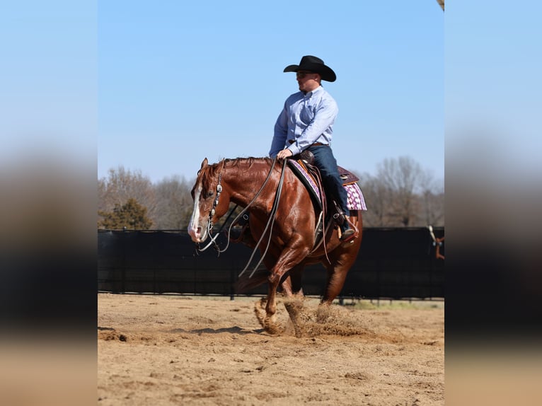 American Quarter Horse Ruin 5 Jaar 152 cm Roodvos in Buffalo, MO