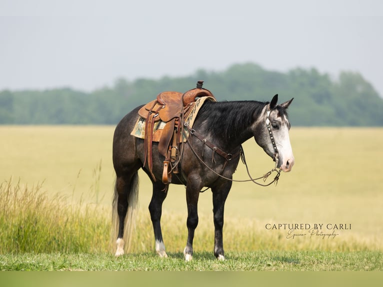 American Quarter Horse Ruin 5 Jaar 152 cm Schimmel in Lewistown