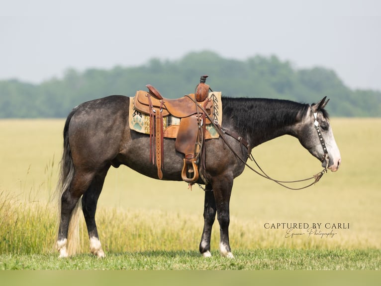 American Quarter Horse Ruin 5 Jaar 152 cm Schimmel in Lewistown