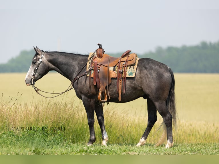 American Quarter Horse Ruin 5 Jaar 152 cm Schimmel in Lewistown
