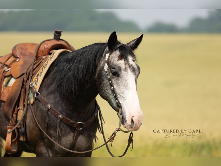 American Quarter Horse Ruin 5 Jaar 152 cm Schimmel in Lewistown