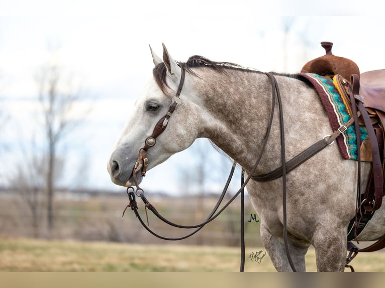 American Quarter Horse Ruin 5 Jaar 152 cm Schimmel in River Falls