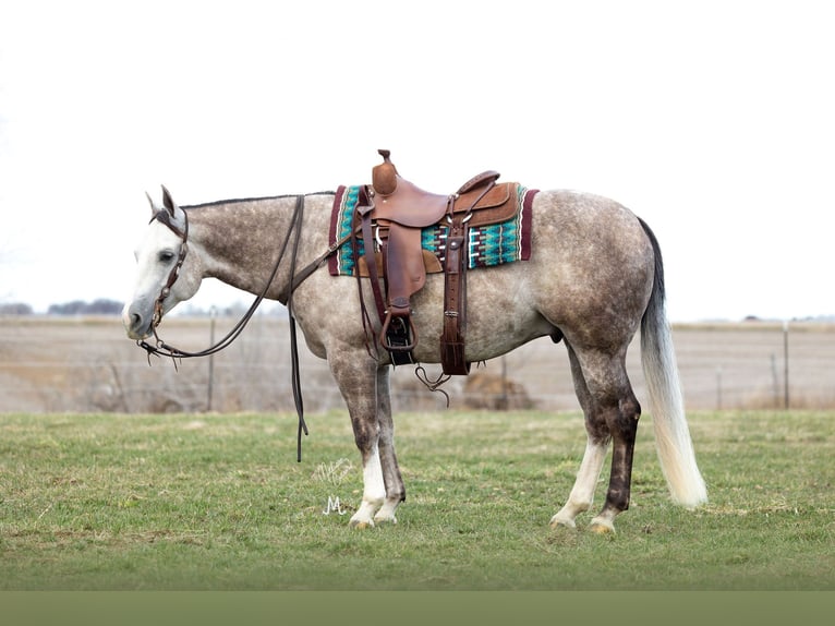 American Quarter Horse Ruin 5 Jaar 152 cm Schimmel in River Falls