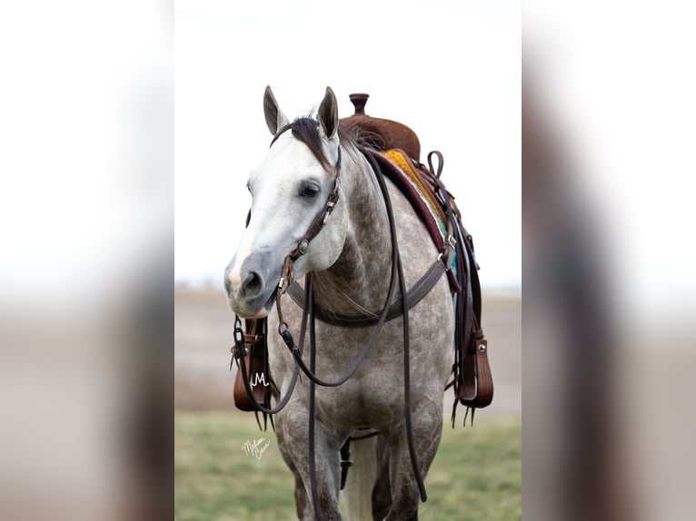 American Quarter Horse Ruin 5 Jaar 152 cm Schimmel in River Falls