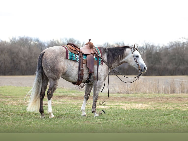 American Quarter Horse Ruin 5 Jaar 152 cm Schimmel in River Falls