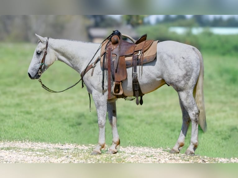 American Quarter Horse Ruin 5 Jaar 152 cm Schimmel in Mena