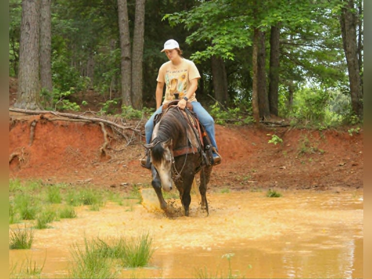 American Quarter Horse Ruin 5 Jaar 152 cm Schimmel in Rusk