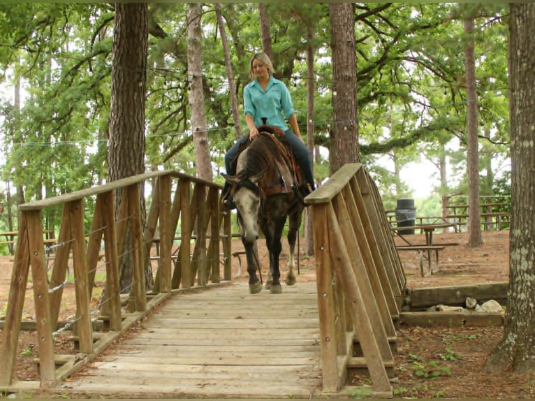 American Quarter Horse Ruin 5 Jaar 152 cm Schimmel in Rusk