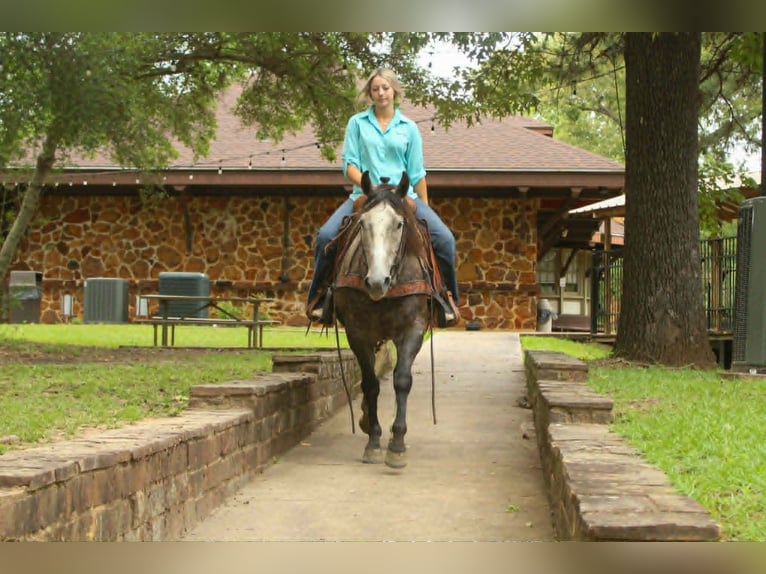 American Quarter Horse Ruin 5 Jaar 152 cm Schimmel in Rusk