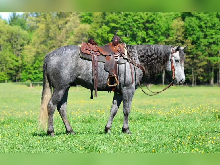American Quarter Horse Ruin 5 Jaar 152 cm Schimmel in Clarion