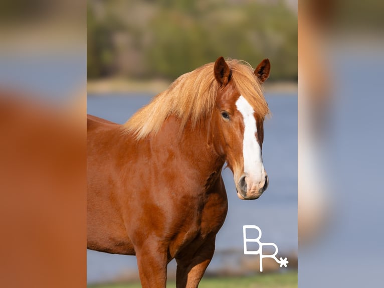 American Quarter Horse Ruin 5 Jaar 152 cm in Mountain Grove MO