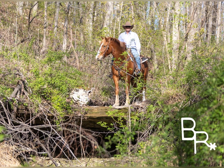 American Quarter Horse Ruin 5 Jaar 152 cm in Mountain Grove MO