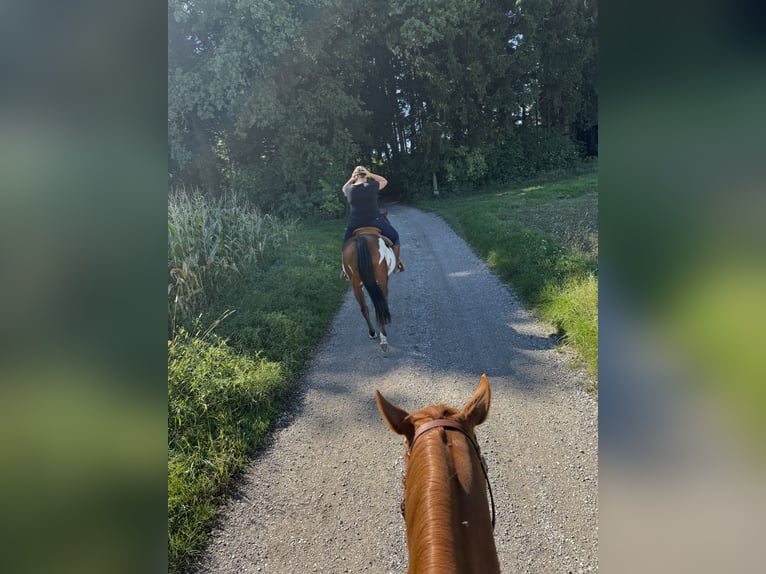 American Quarter Horse Ruin 5 Jaar 152 cm Vos in Wolfern